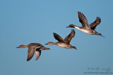 Northern Pintail trifecta!