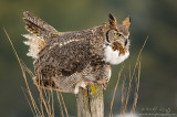 Great Horned owl Hooting