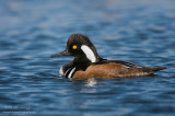 Hooded merganser