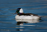 Bufflehead