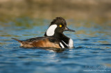 Hooded Merganser (drake)