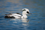 Smew Duck (Drake)