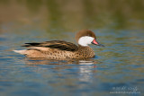 White-cheeked Pintail (drake)