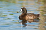 Greater Scaup (hen)