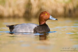 Redhead Duck (drake)