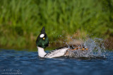 Common Goldeneye displaying