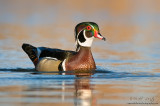 Wood duck (drake)