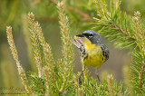 Kirtlands Warbler in Jack pine