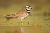 Killdeer