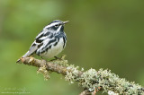Black and White warbler