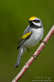 Golden Winged Warbler