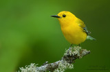 Prothonotary warbler