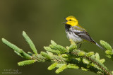 Black-Throated Green Warbler