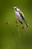 Chestnut sided warbler