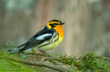 Blackburnian Warbler