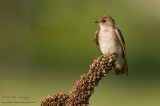 Northern Rough Winged Swallow