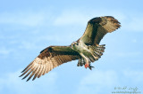 Osprey with fish