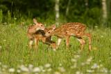 Fawn Affection