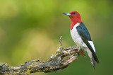 Red-headed woodpecker