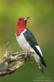 Red-Headed Woodpecker