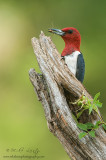 Red-headed Woodpecker with a spider