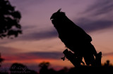 Great Horned Owl silhouette 