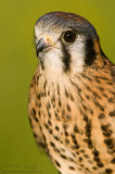 American Kestral (details)