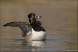 Ringneck drake opening up