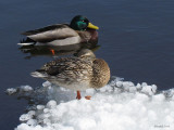 Canard Colvert - Mallard