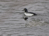 Garrot  oeil dor - Common Goldeneye