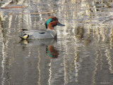 Sarcelle dhiver - Green-winged Teal