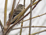 Moqueur polyglotte - Northern Mockingbird