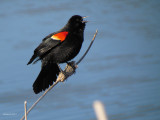 Carouge  paulettes - Red-winged Blackbird