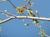 Paruline  croupion jaune - Yellow-rumped Warbler