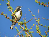 Paruline  croupion jaune - Yellow-rumped Warbler