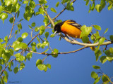 Oriole de Baltimore - Baltimore Oriole