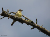 Paruline des ruisseaux - Northern Watertrush