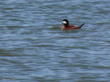 Erismature rousse - ruddy Duck