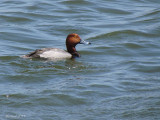 Fuligule  tte rouge -Redhead