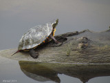 Tortue peinte - Painted turtle