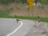 Bernache du canada - Canada Goose