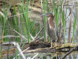 Hron vert - Green Heron