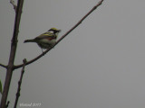 Paruline  flancs marrons - Chestnut-sided warbler