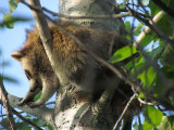 raton laveur - raccoon