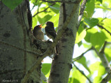 Moucherolle tchbec - Least Flycatcher