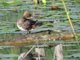 Harle couronne - Hooded Merganser