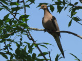 Tourterelle triste - Mourning Dove