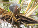 Hron vert - Green Heron