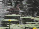 Grbe  bec bigarr - Pied-billed Grebe