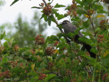 Moqueur-chat - Gray Catbird